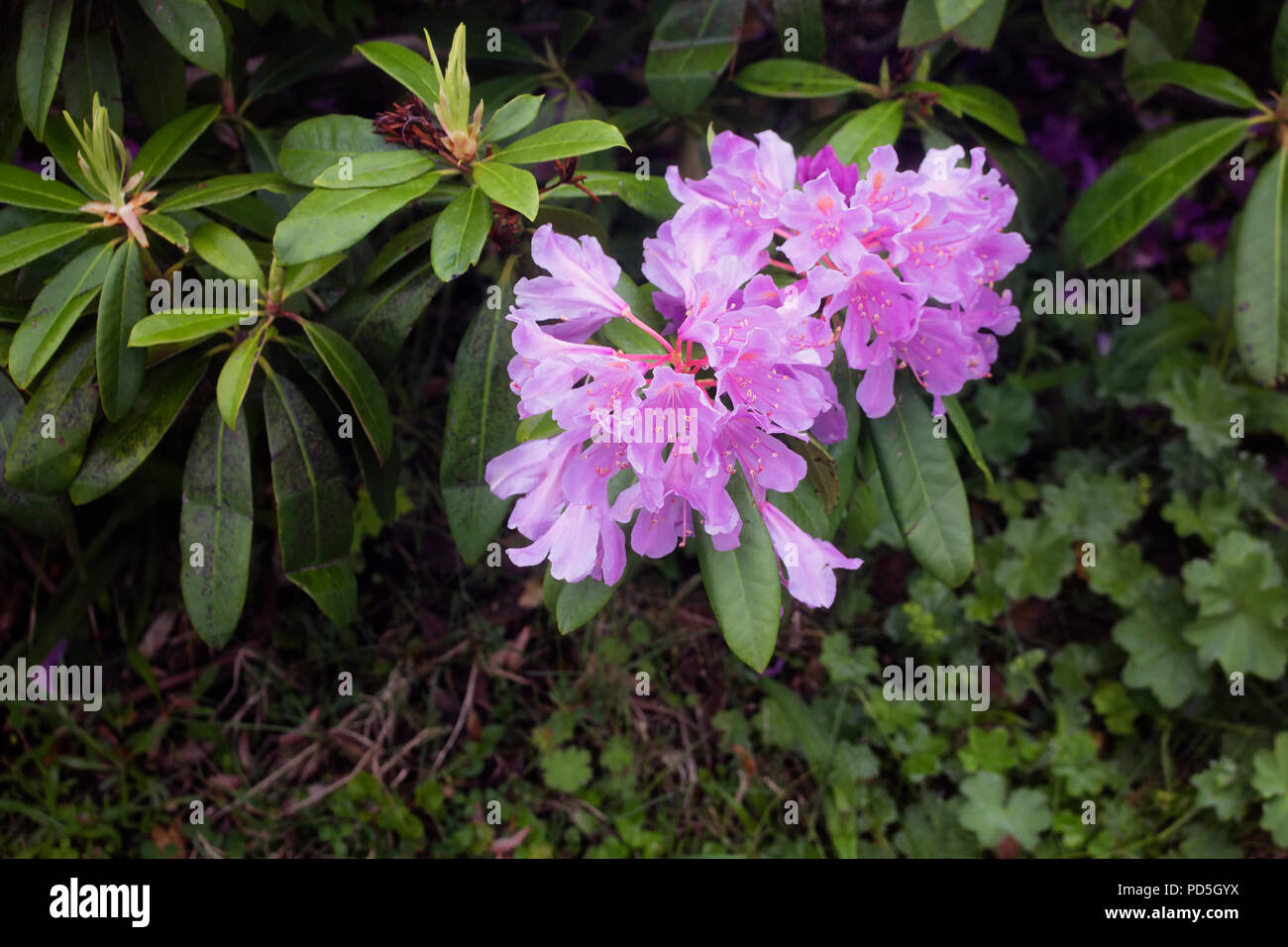 Mountain Roses Sas View of mountain roses (Rhododendron ponticum) The image is captured in ...