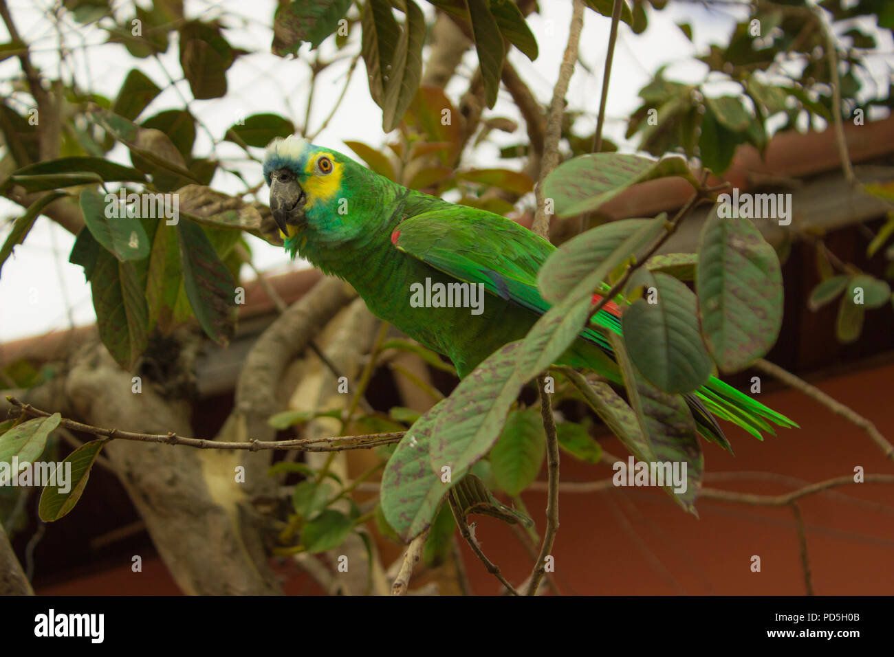 Yellow Crowded Amazon Parrot - Amazona ochrocephala Stock Photo