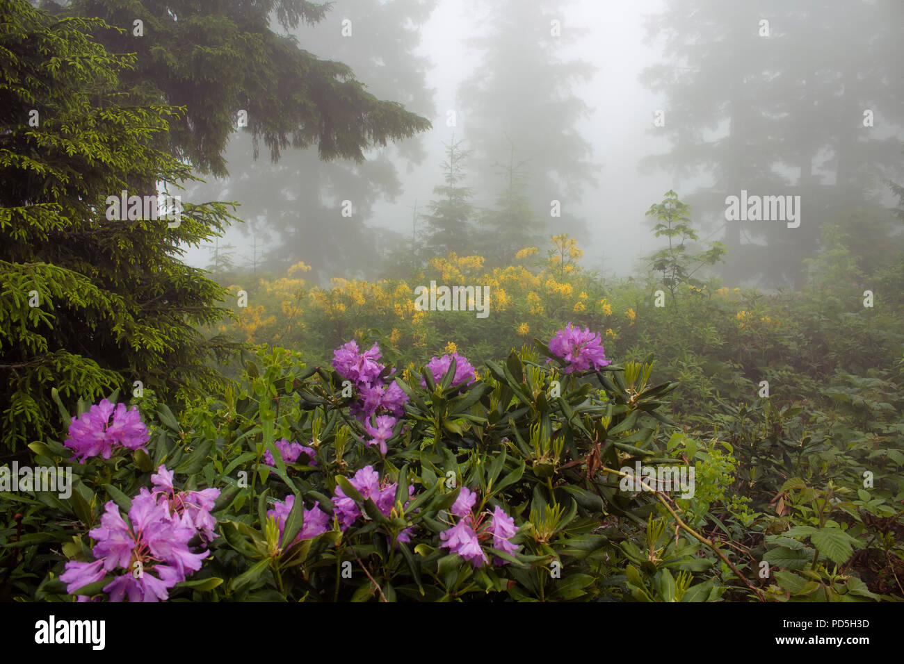 View of pine trees, mountain roses in fog (Rhododendron ponticum and luteum) The image is captured in the mountain called Sis of Trabzon city located  Stock Photo