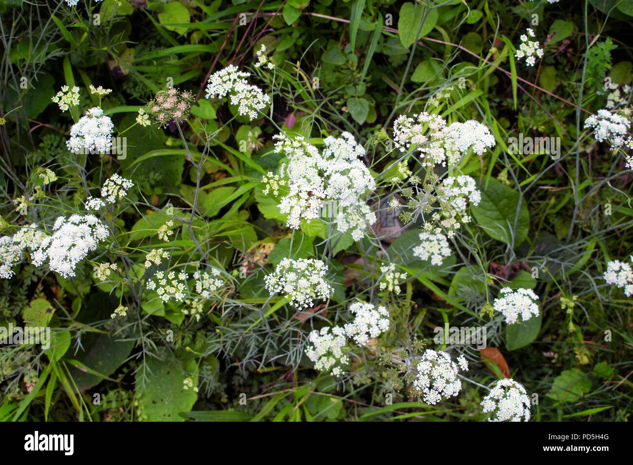 View of wild plant (Pimpinella anisum or anise). The image is captured in Trabzon city located in Black Sea region of Turkey. Stock Photo