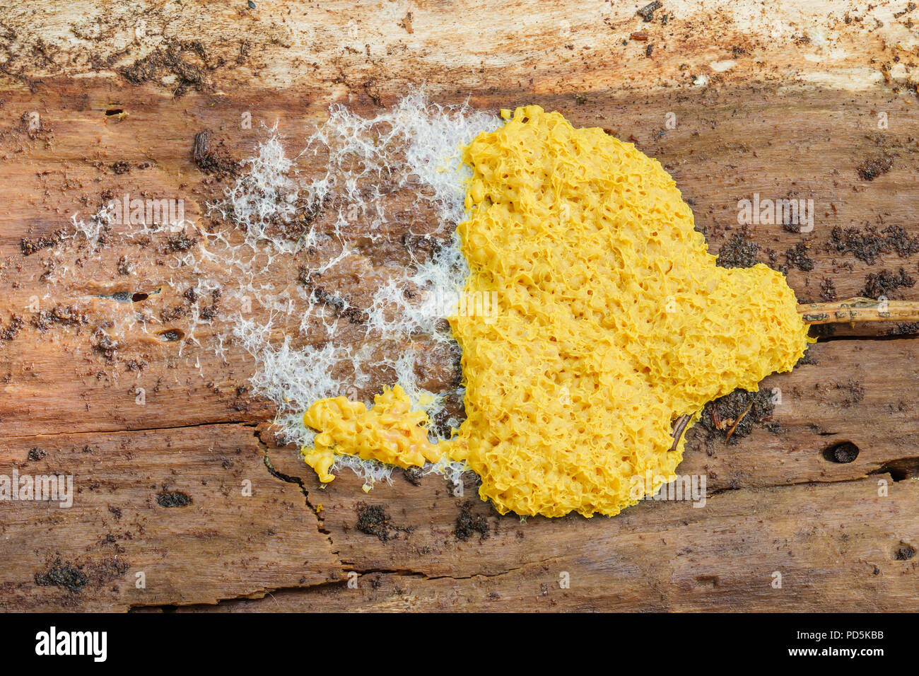Scrambled Egg Slime Mold (Fuligo septica) on a rotting pine tree log. Stock Photo