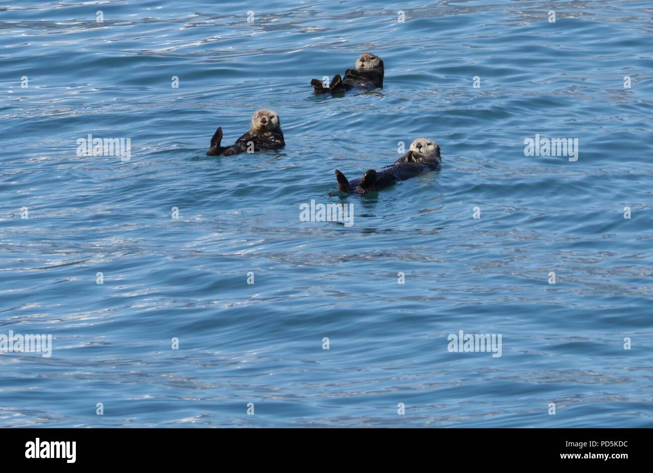 Sea Otters (Enhydra lutris) floating in the sea Stock Photo