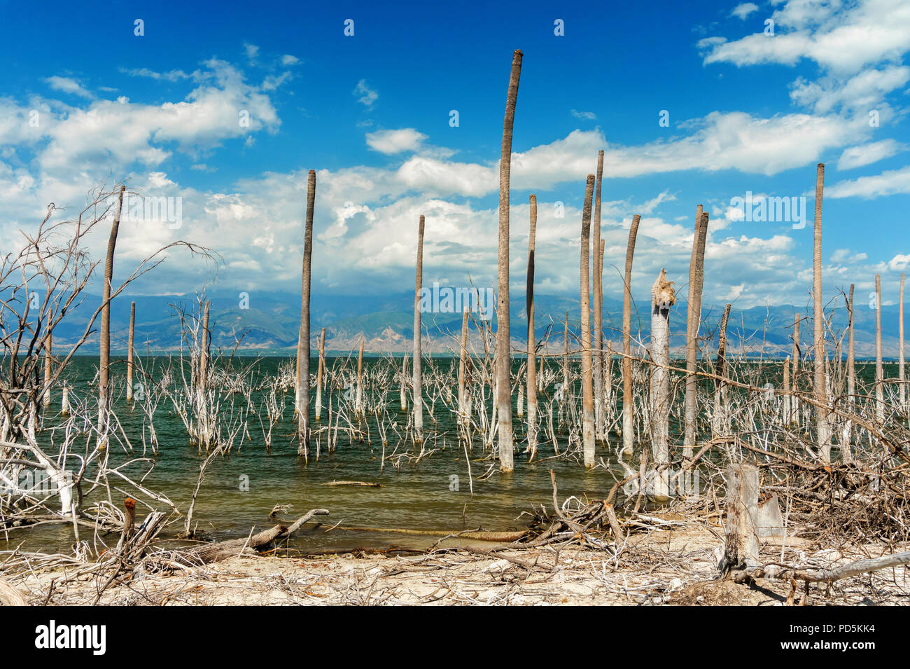 salt lake, the trunks of the trees without leaves in the water, Lake Enriquillo, Dominican Republic Stock Photo