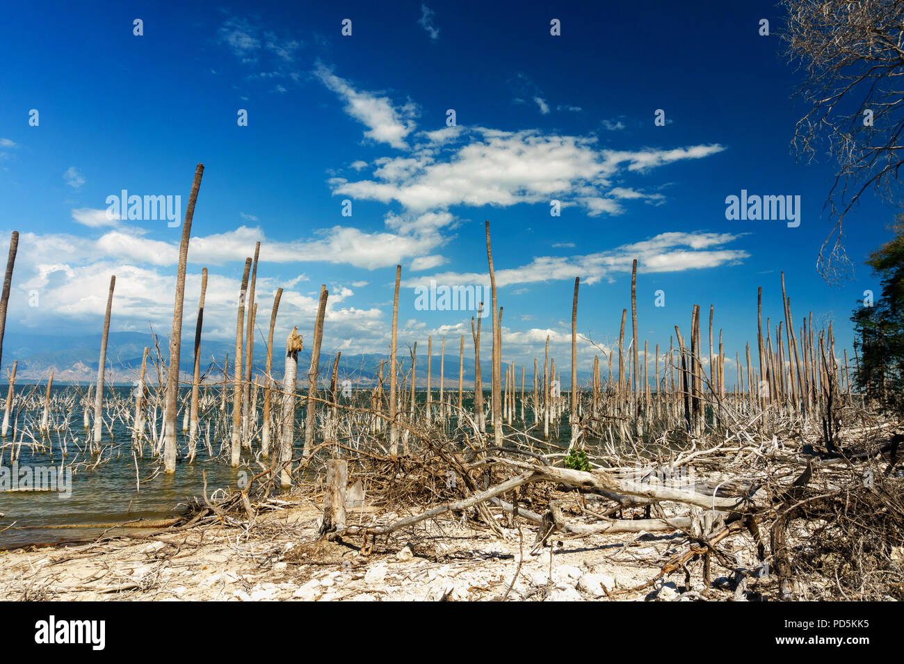 salt lake, the trunks of the trees without leaves in the water, Lake Enriquillo, Dominican Republic Stock Photo