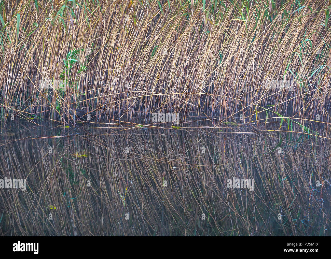 Images Rahan Ireland Rushes Ireland High Resolution Stock Photography and Images - Alamy