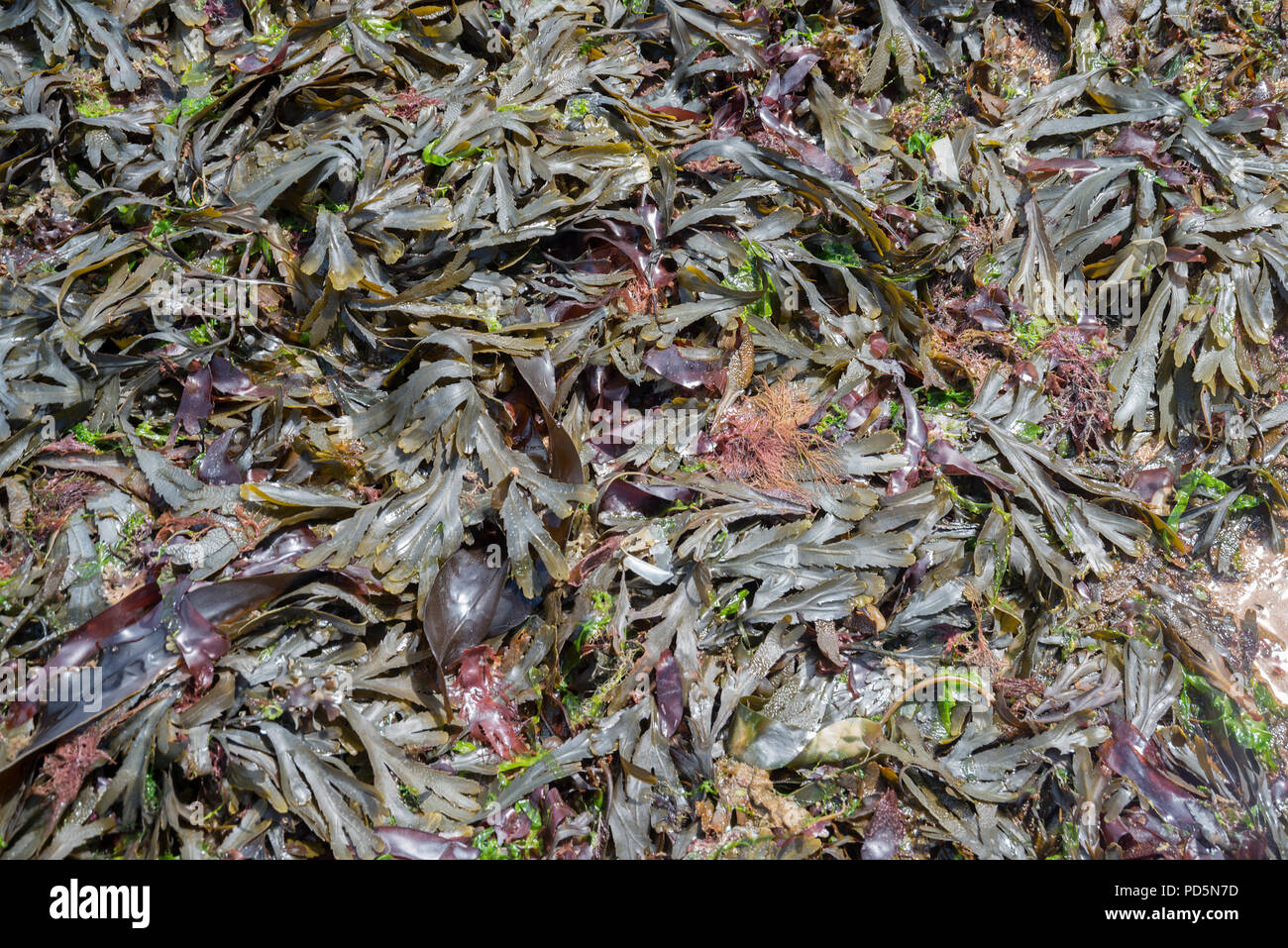 Fucus serratus (or toothed wrack Stock Photo
