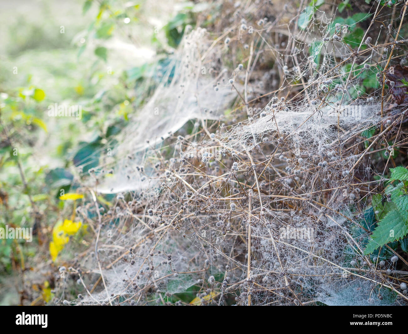 Cobwebs on an autumn morning, Ireland Stock Photo