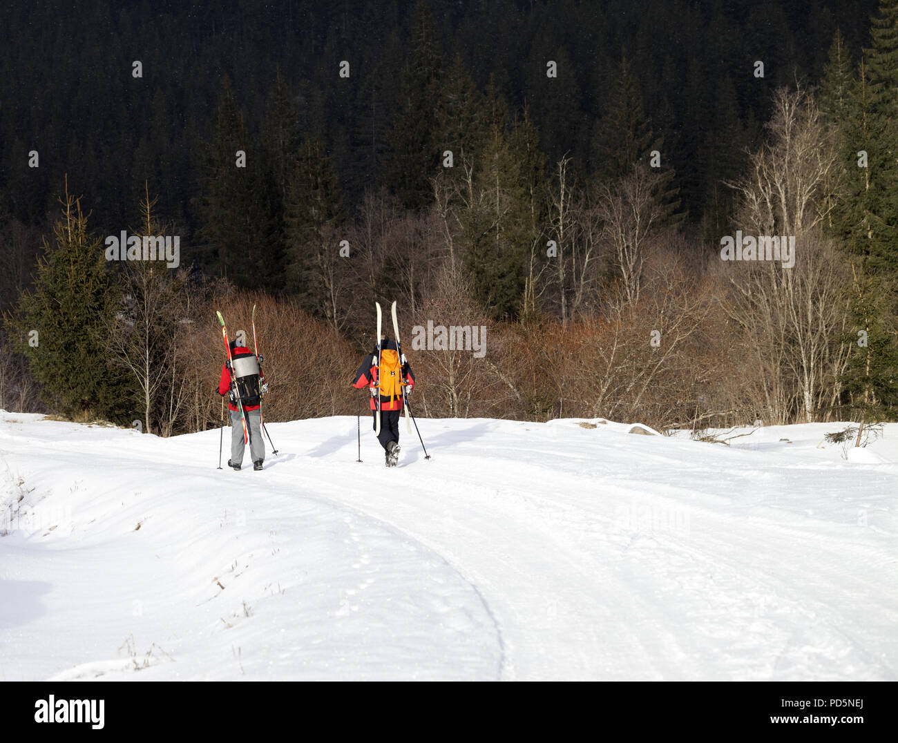 Two hikers with skis on backpack walk along snowy road in fir forest at sun winter day. Carpathian Mountains, Ukraine. Stock Photo