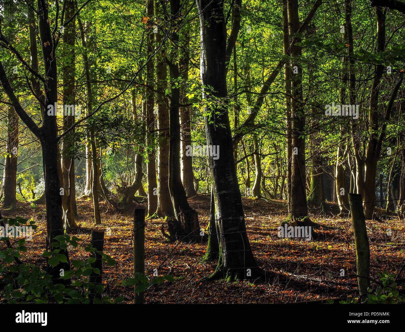 Leafy woodland hi-res stock photography and images - Alamy
