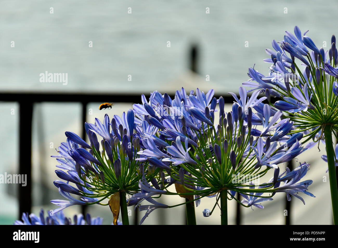 Gladiolus with bee - Gladioli con epe Stock Photo