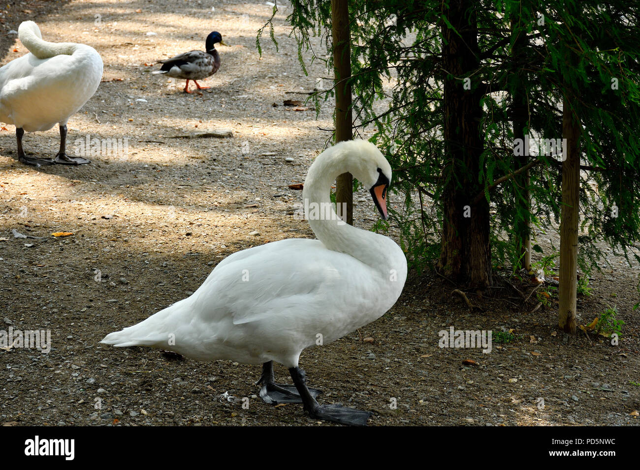 Swan in the park Ciani - Lugano Stock Photo