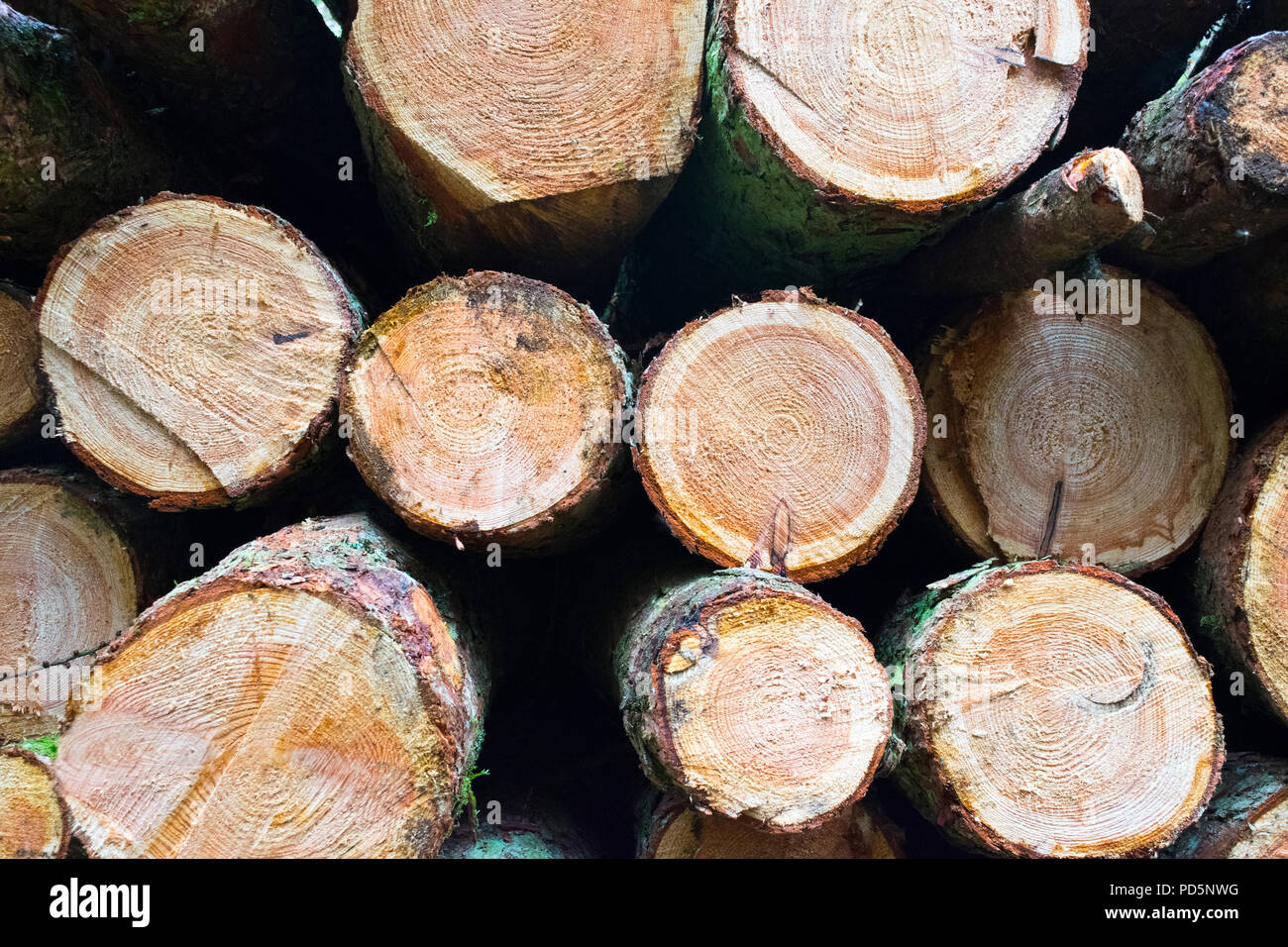 cut ends of a pile of sawn logs showing the tree rings Stock Photo