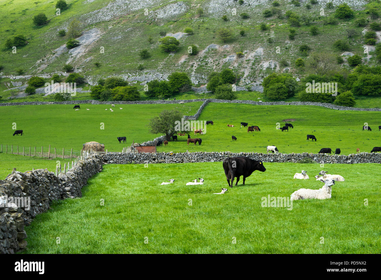 Country scene from Dovedale in the Peak District in Derbyshire, showing dry stone walls, cattle, sheep and moorland Stock Photo