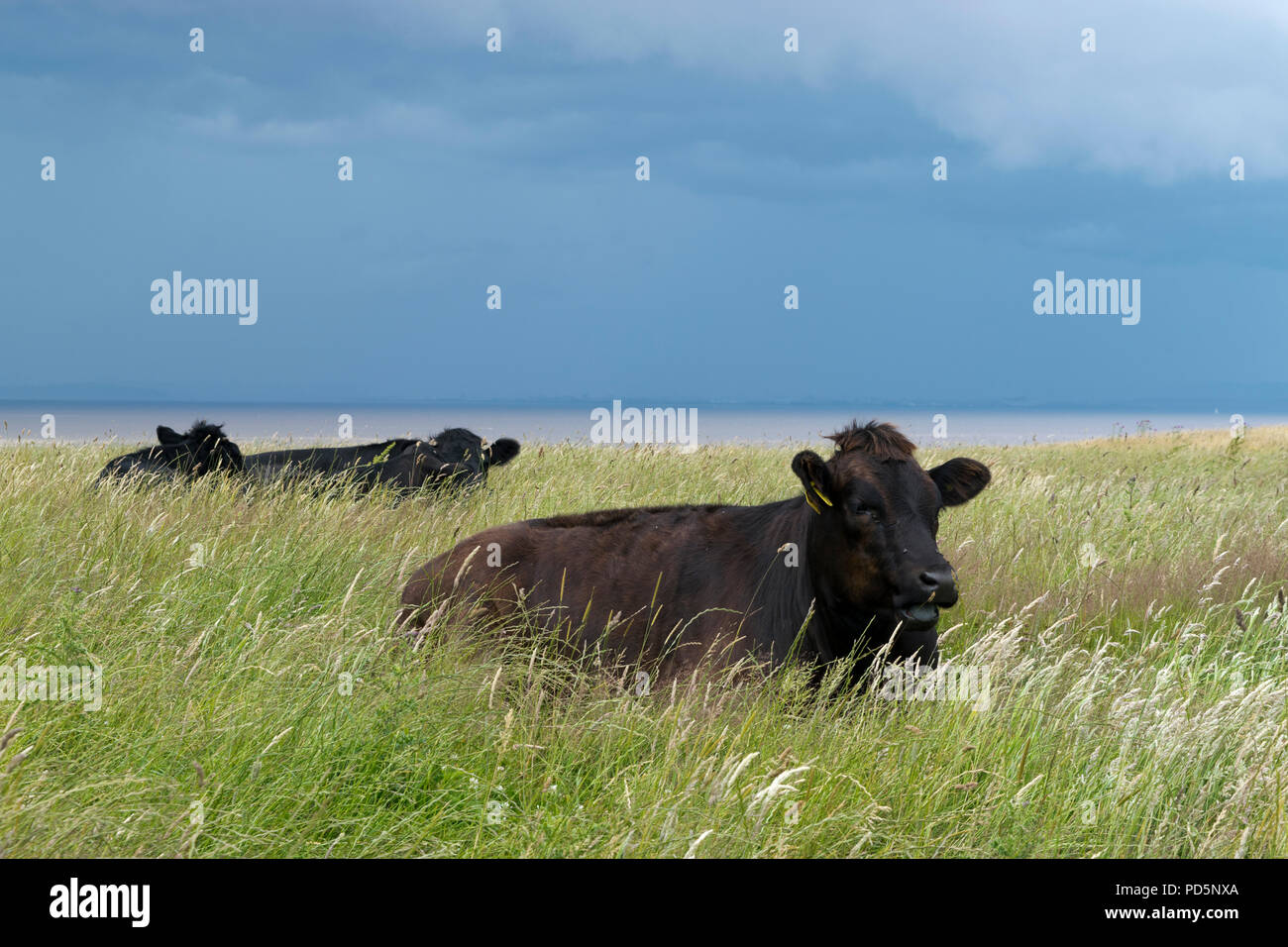 Cows lying down in a grass field under a cloudy and brooding sky Stock ...
