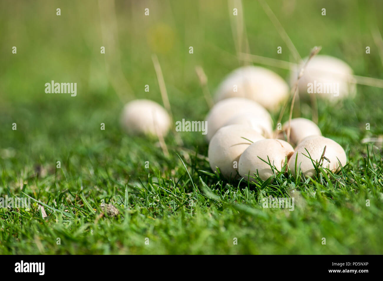 Collection of puffball fungus fruiting bodies in grass Stock Photo