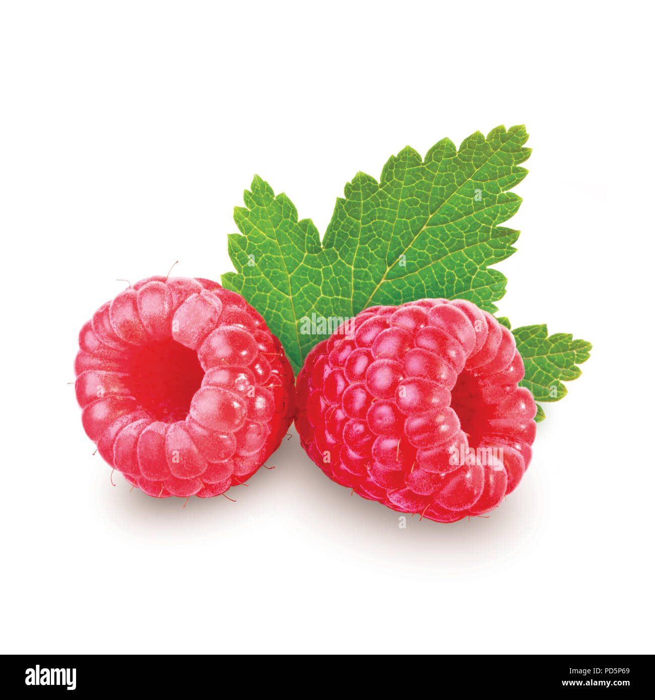 2 Raspberry Fruit Two berry raspberry on white background Stock Photo - Alamy