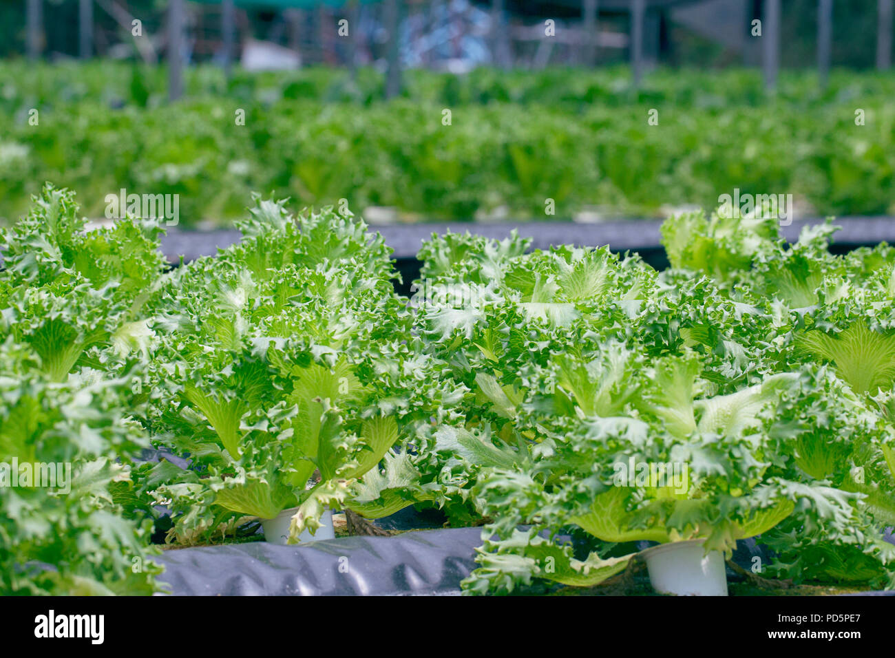 Lettuce growing in the beds in the greenhouse Stock Photo Alamy