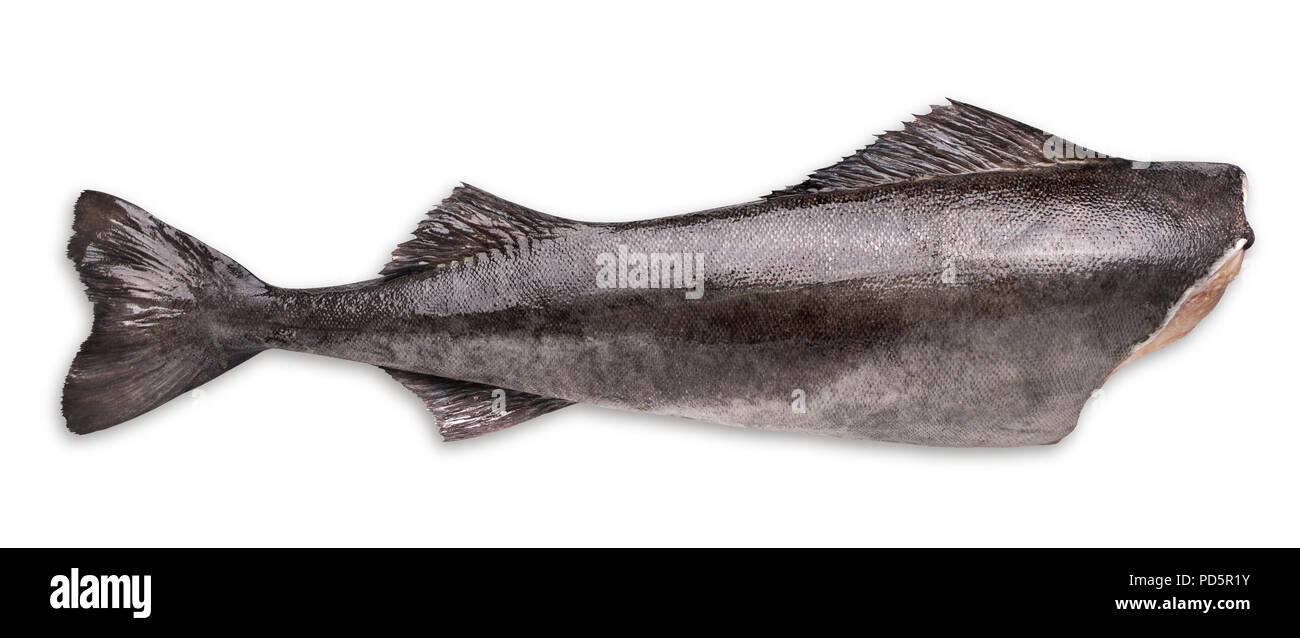 Fresh raw carcass black cod on a white background Stock Photo