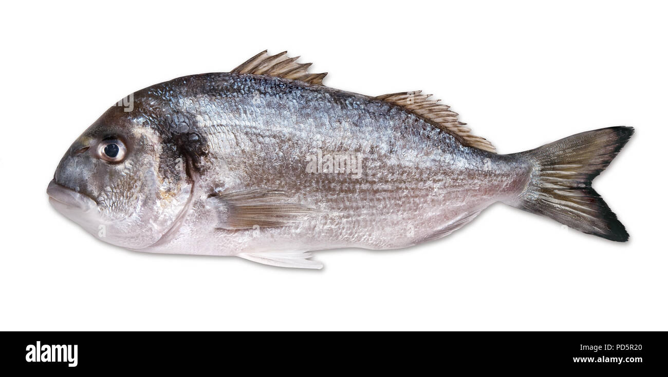 Fresh dorado isolated on white background Stock Photo - Alamy