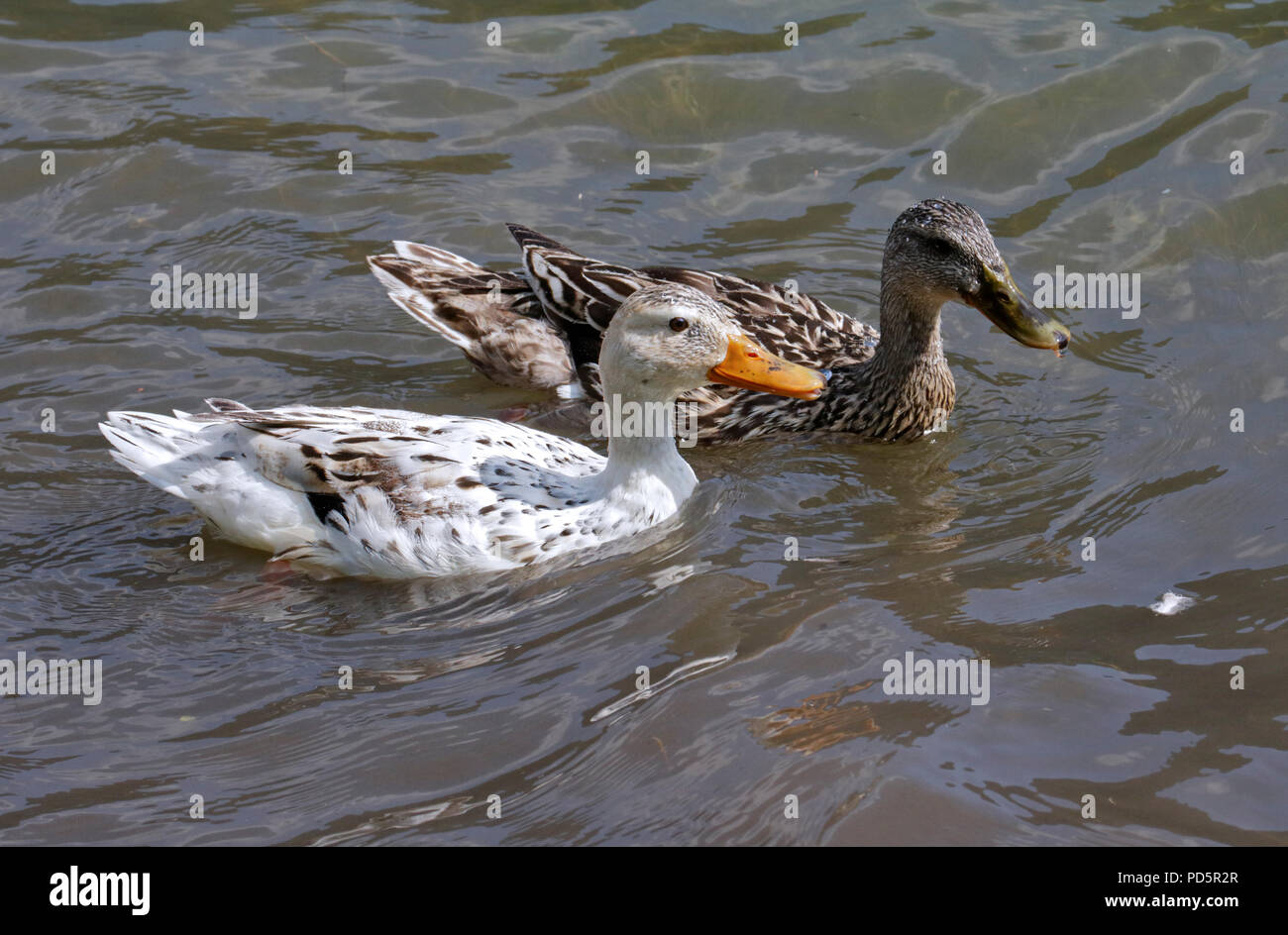 Female Mallard Ducks (one Albino) swimming on Lake Idro, Italy Stock Photo