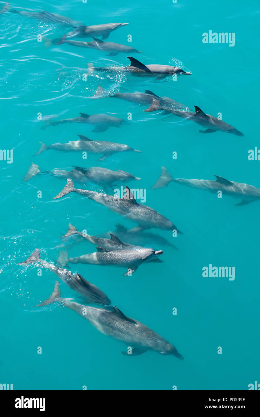 Australia, Western Australia, Kimberley Coast, Yampi Sound, Buccaneer Archipelago. Pod of Indo-Pacific bottlenose dolphins (Tursiops aduncus) Stock Photo