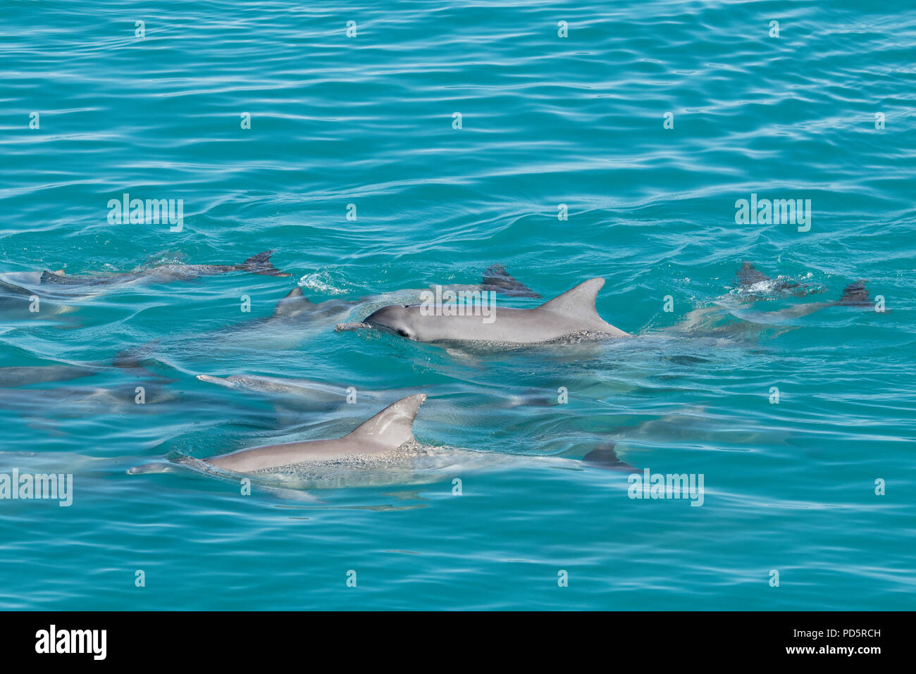 Australia, Western Australia, Kimberley Coast, Yampi Sound, Buccaneer Archipelago. Pod of Indo-Pacific bottlenose dolphins (Tursiops aduncus) Stock Photo