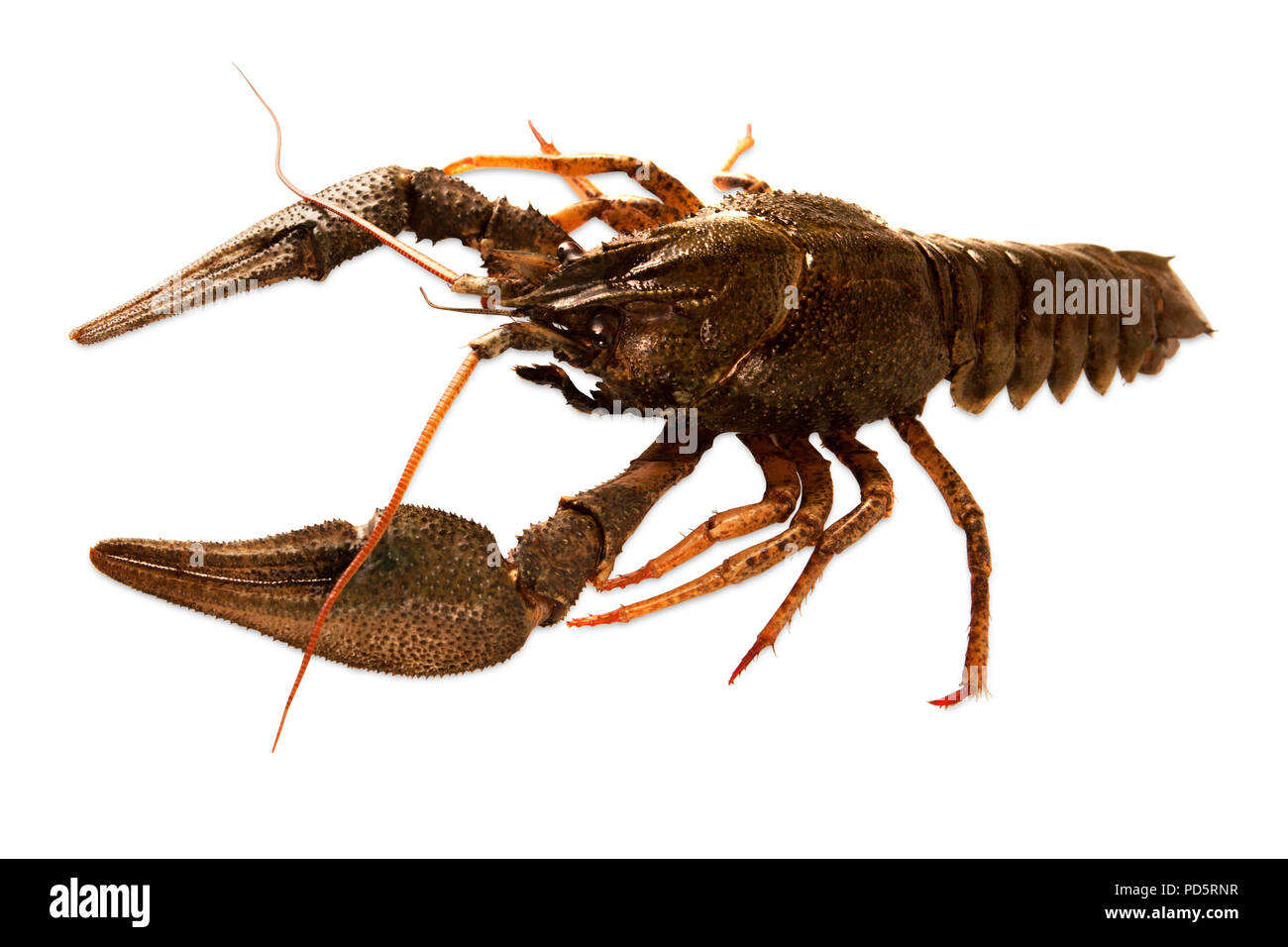One raw crayfish isolated on white background Stock Photo