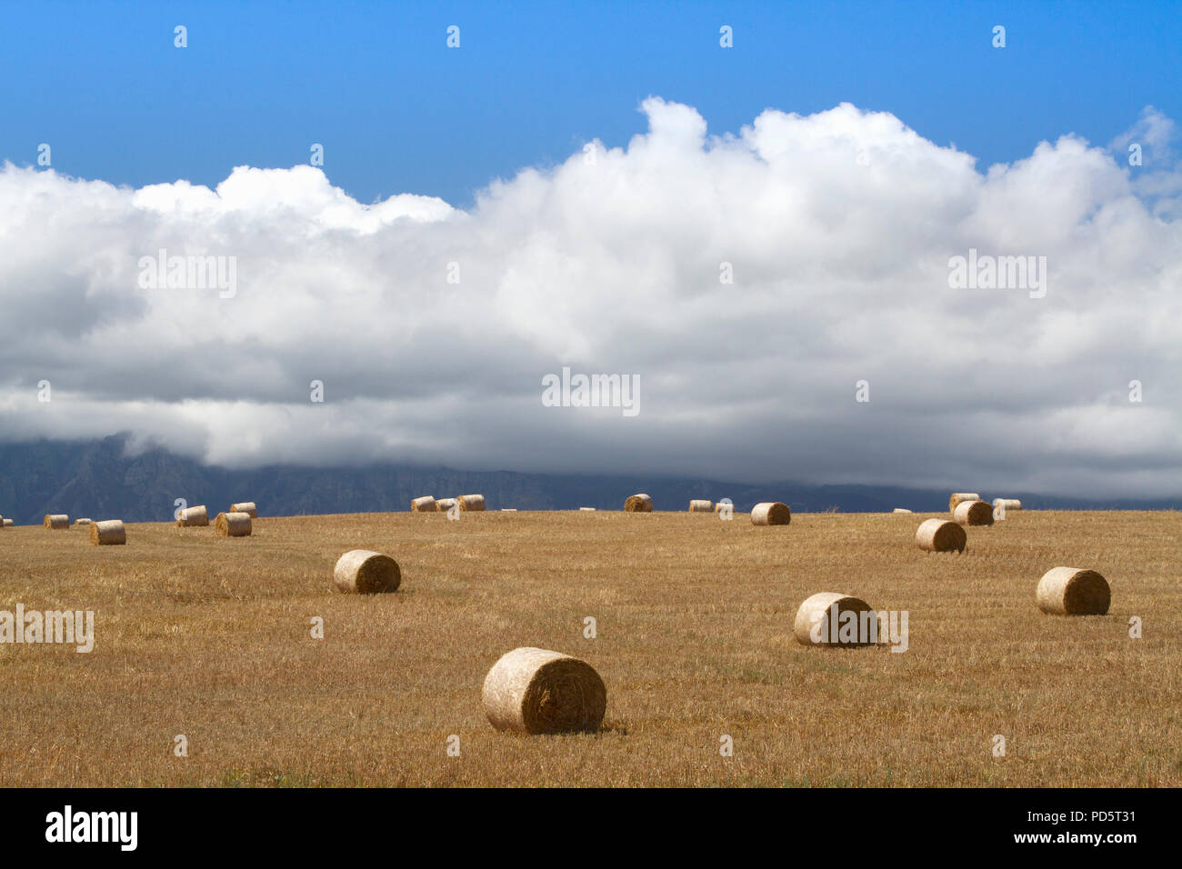 Harvest Fields in the Overberg Stock Photo