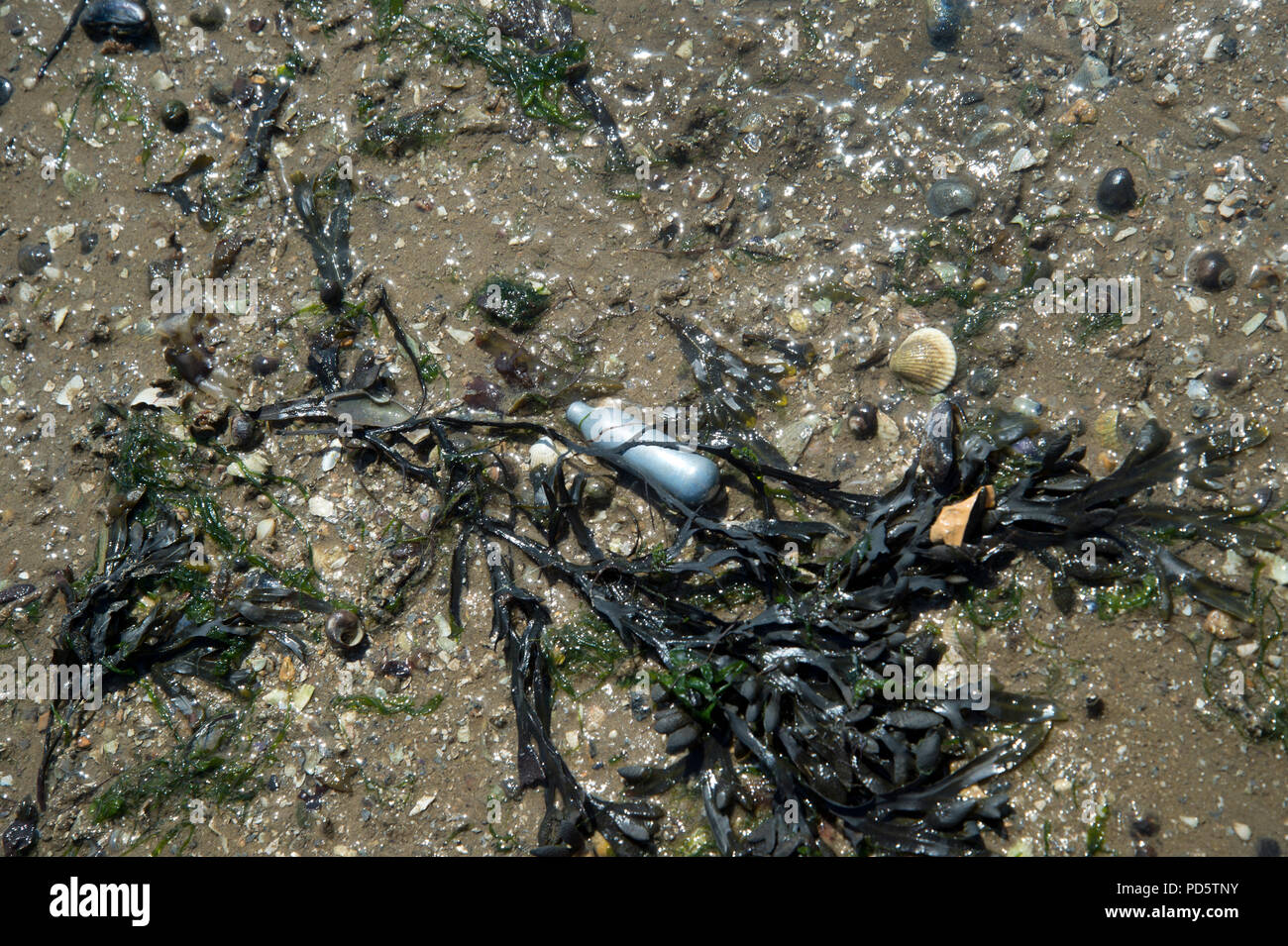 Southend on Sea, Essex. An empty silver canister of nitrous oxide is discarded on the beach Stock Photo