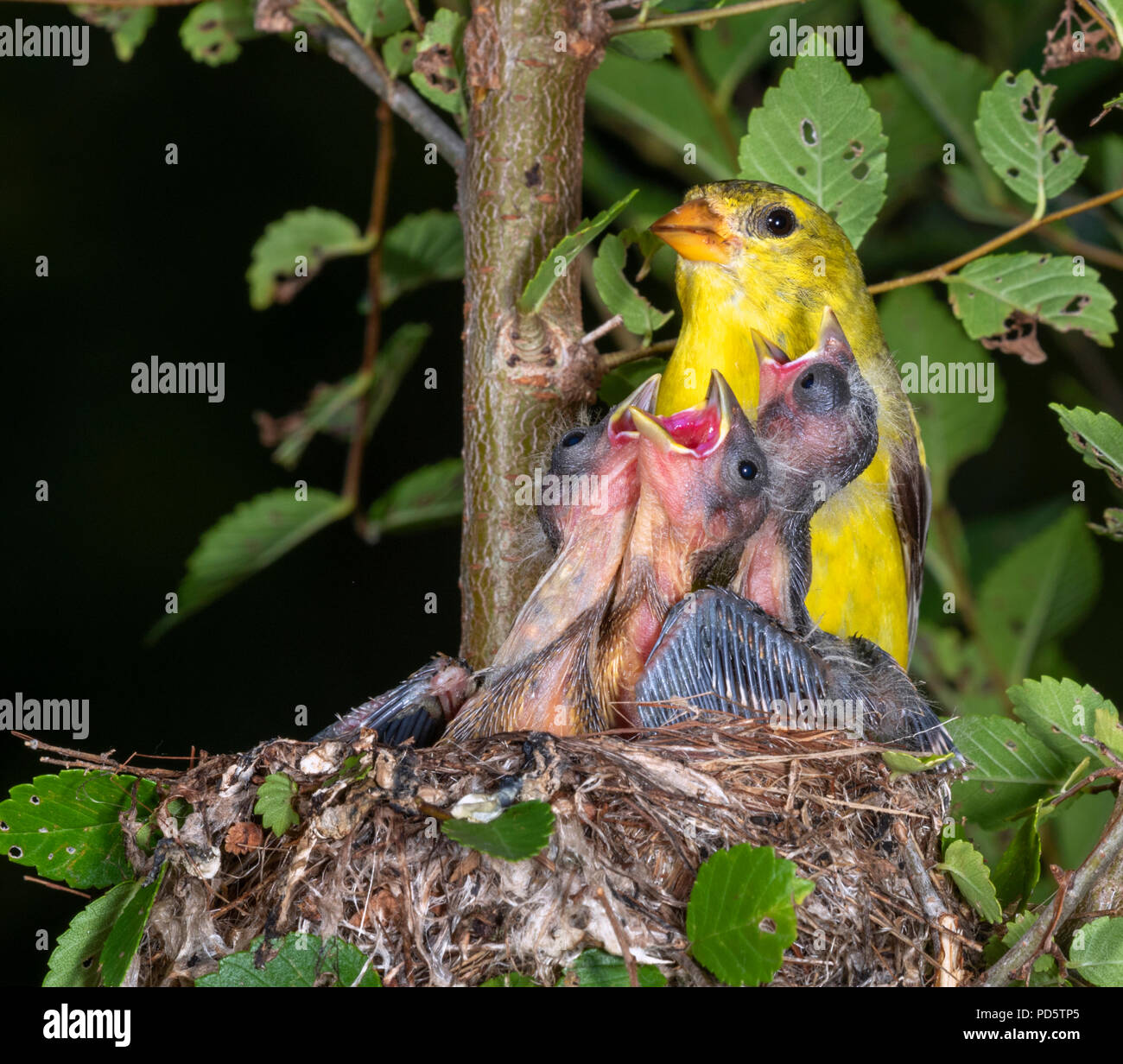 Female American goldfinch (Spinus tristis) feeding nestlings in the