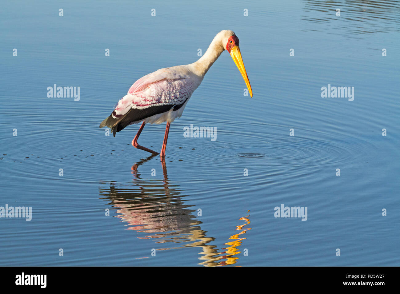 Yellow-billed Stork wading Stock Photo