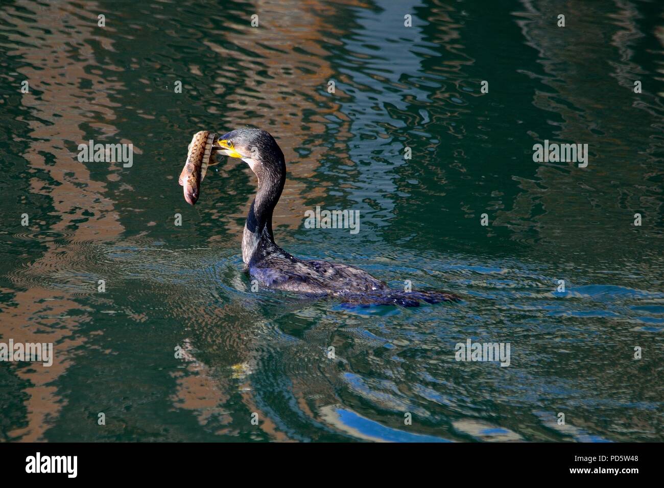 Phalacrocorax carbo, Zoarces viviparus, great cormorant with viviparous eelpout, Kormoran mit erbeutetem Fisch (Aalmutter) Helgoland, north sea Stock Photo