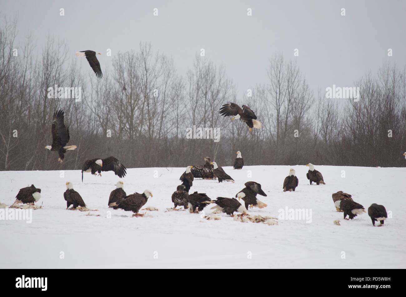 A group of Bald Eagles gathering in the snow to collect food