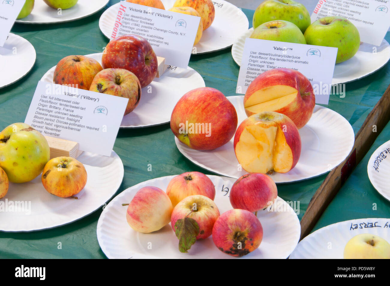 Apple samples, Home Orchard Society All About Fruit Show, Washington County Fairgrounds, Hillsboro, Oregon Stock Photo