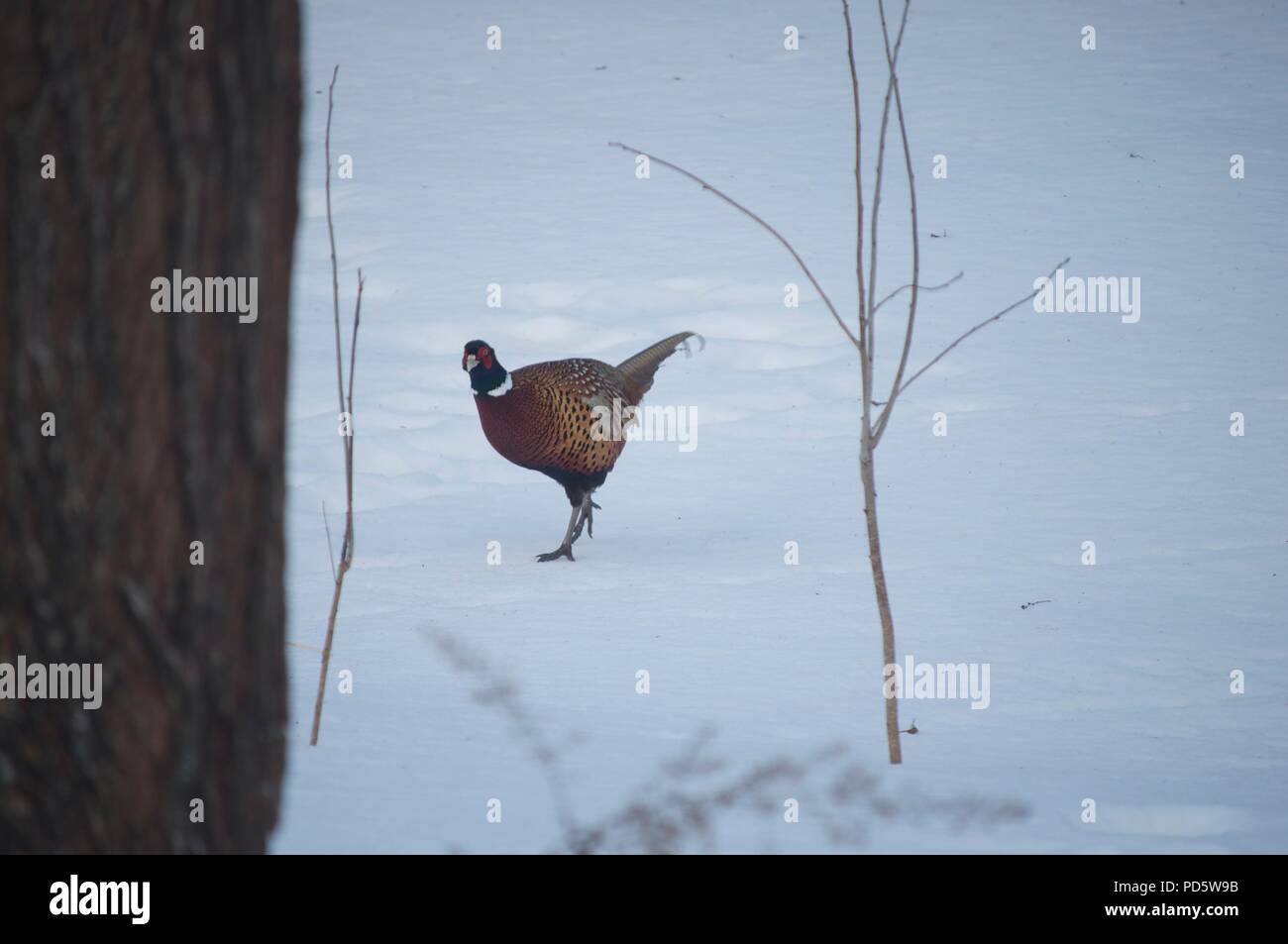 Male Pheasant walking in the snow behind a tree (Common Pheasant) (Phasianus Colchicus) (Ring-necked Pheasant) Stock Photo