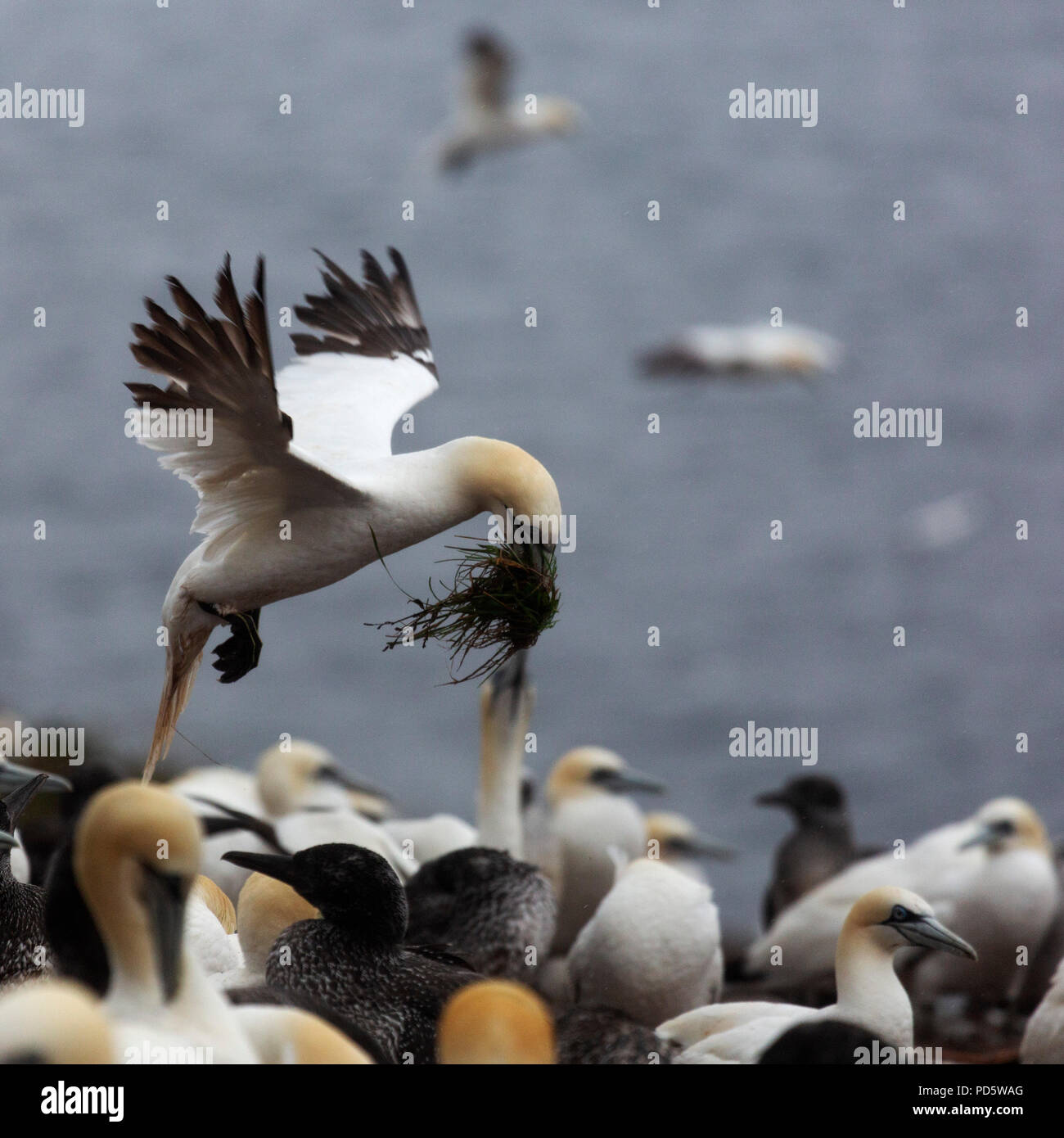 Northern gannet (Morus bassanus) nesting on Bonaventure Island, Canada. The island provides habitat to around 60,000 pairs of gannets. Stock Photo