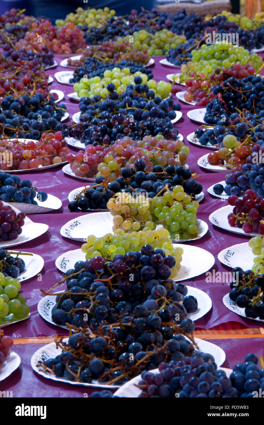 Grape samples, Home Orchard Society All About Fruit Show, Washington