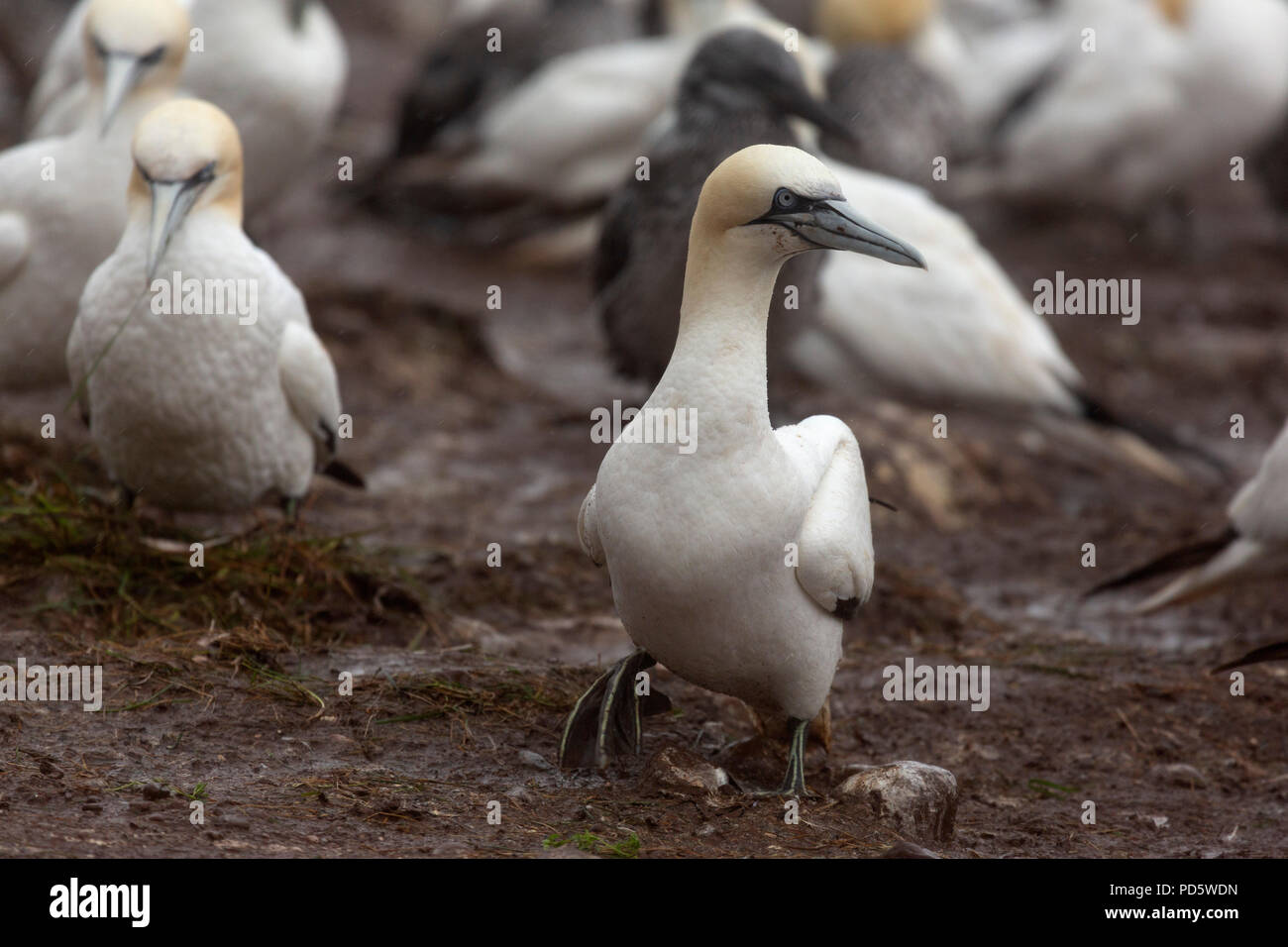 Northern gannet (Morus bassanus) nesting on Bonaventure Island, Canada. The island provides habitat to around 60,000 pairs of gannets. Stock Photo