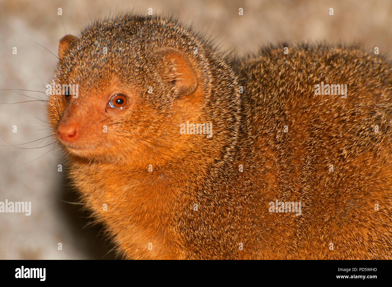 Dwarf mongoose, Oregon Zoo, Washington Park, Portland, Oregon Stock