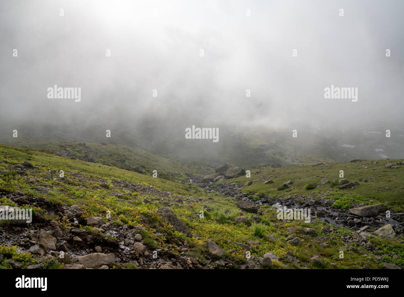 Beautiful foggy meadow. Dense fog over mountain trough the grass meadow. Stock Photo