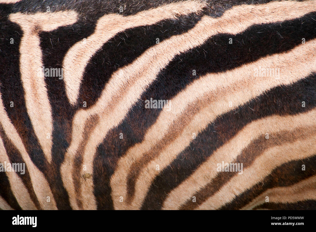 Zebra, Oregon Zoo, Washington Park, Portland, Oregon Stock Photo Alamy