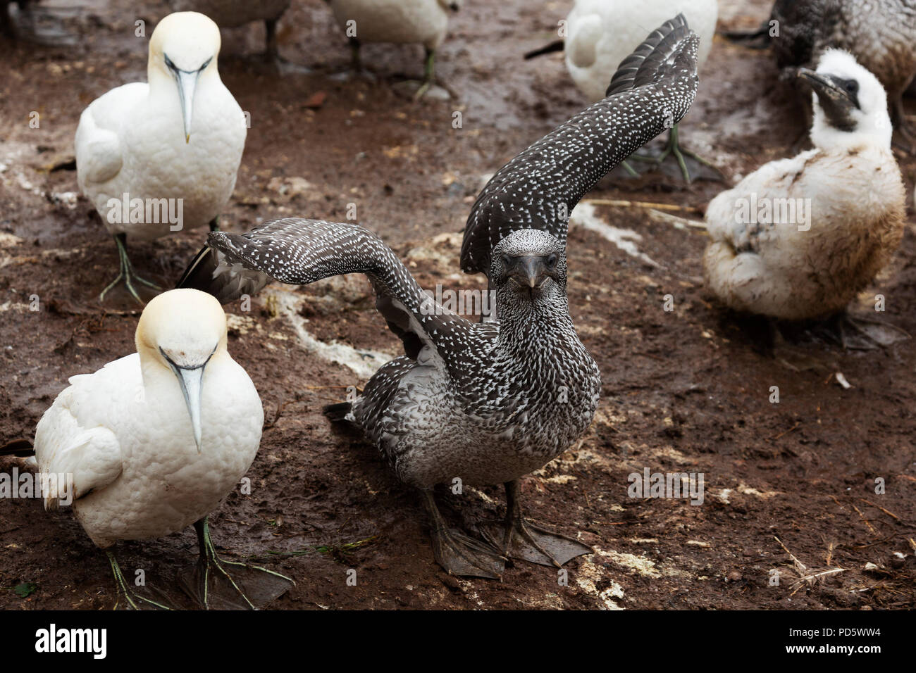 Northern gannet (Morus bassanus) nesting on Bonaventure Island, Canada. The island provides habitat to around 60,000 pairs of gannets. Stock Photo