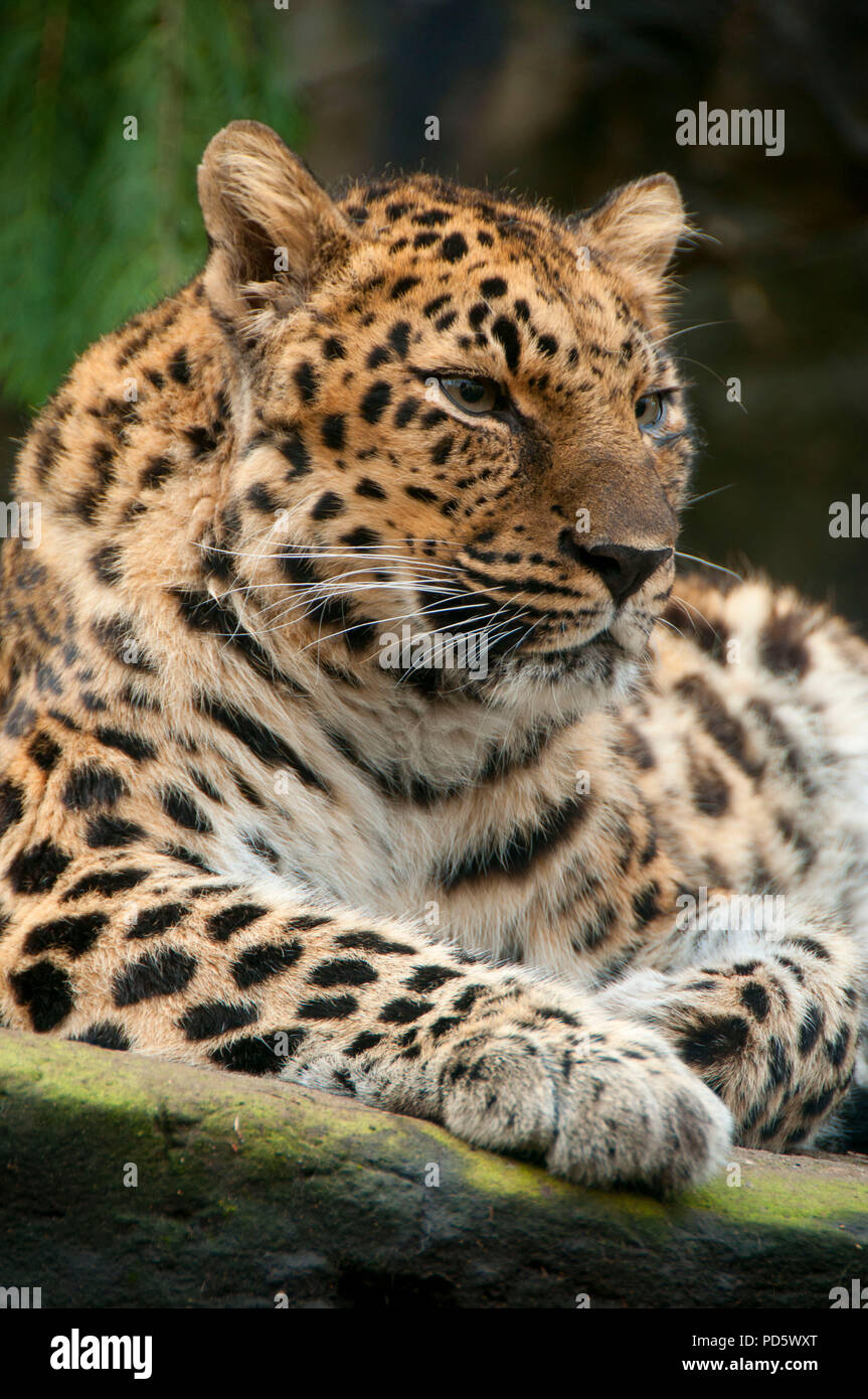 Amur leopard (Panthera pardus), Oregon Zoo, Washington Park, Portland, Oregon Stock Photo