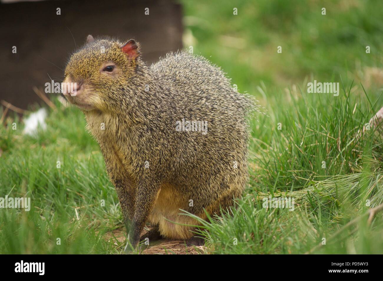 A Sereque sat down in the grass, also known as an Agouti (Dasyprocta) Stock Photo