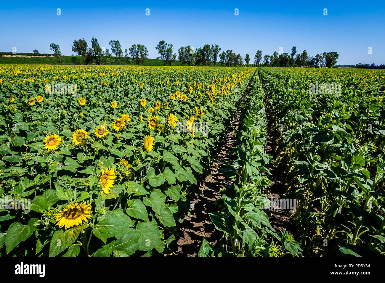 Woodland sunflowers hi-res stock photography and images - Alamy