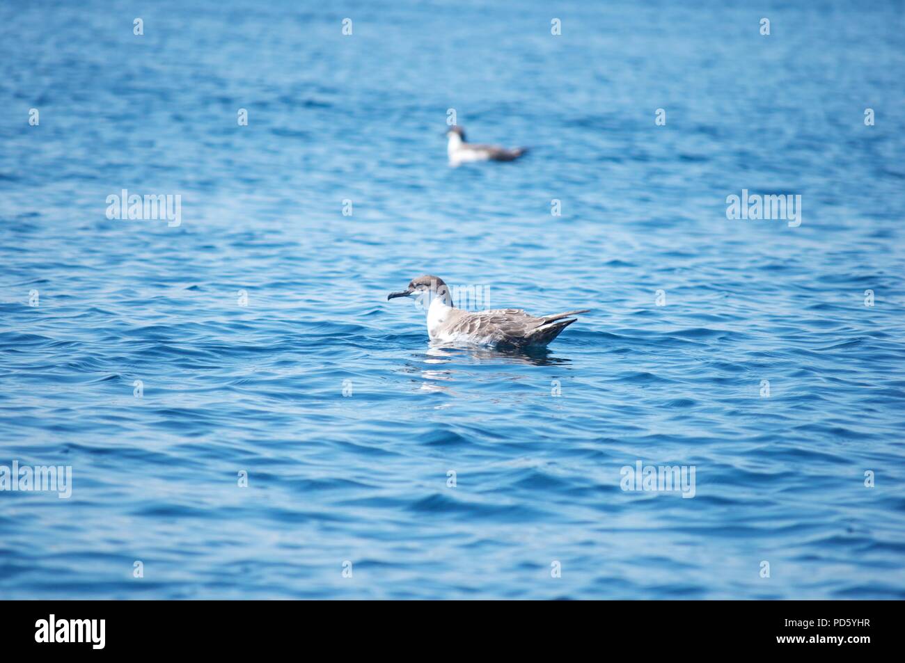 Nova Scotia- A Great Shearwater bird swims in the sea, the Atlantic Ocean. Procellariidae, Ardenna gravis. Pair. Stock Photo