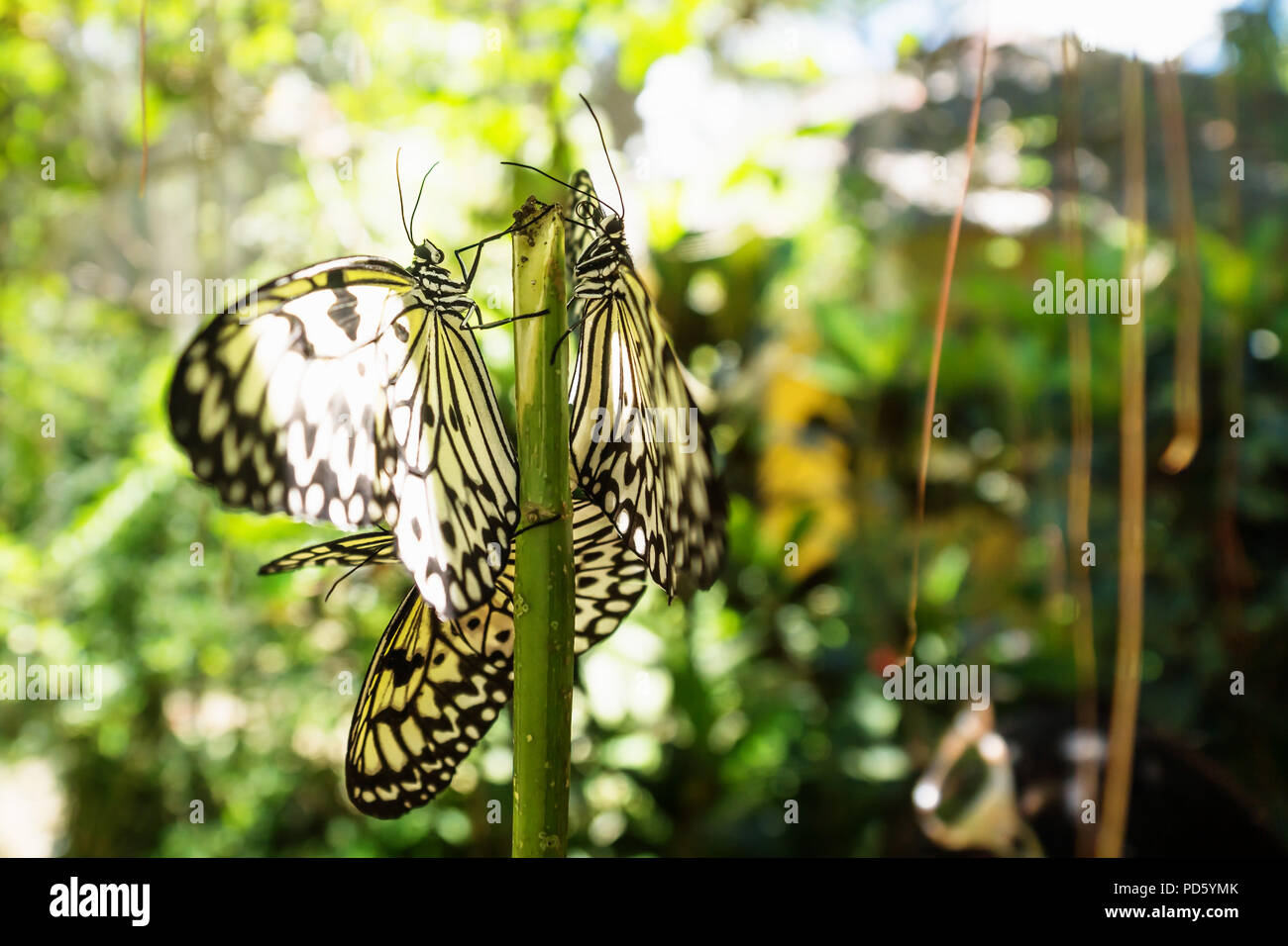 White black butterflies shined by sunlight between trees in Bohol