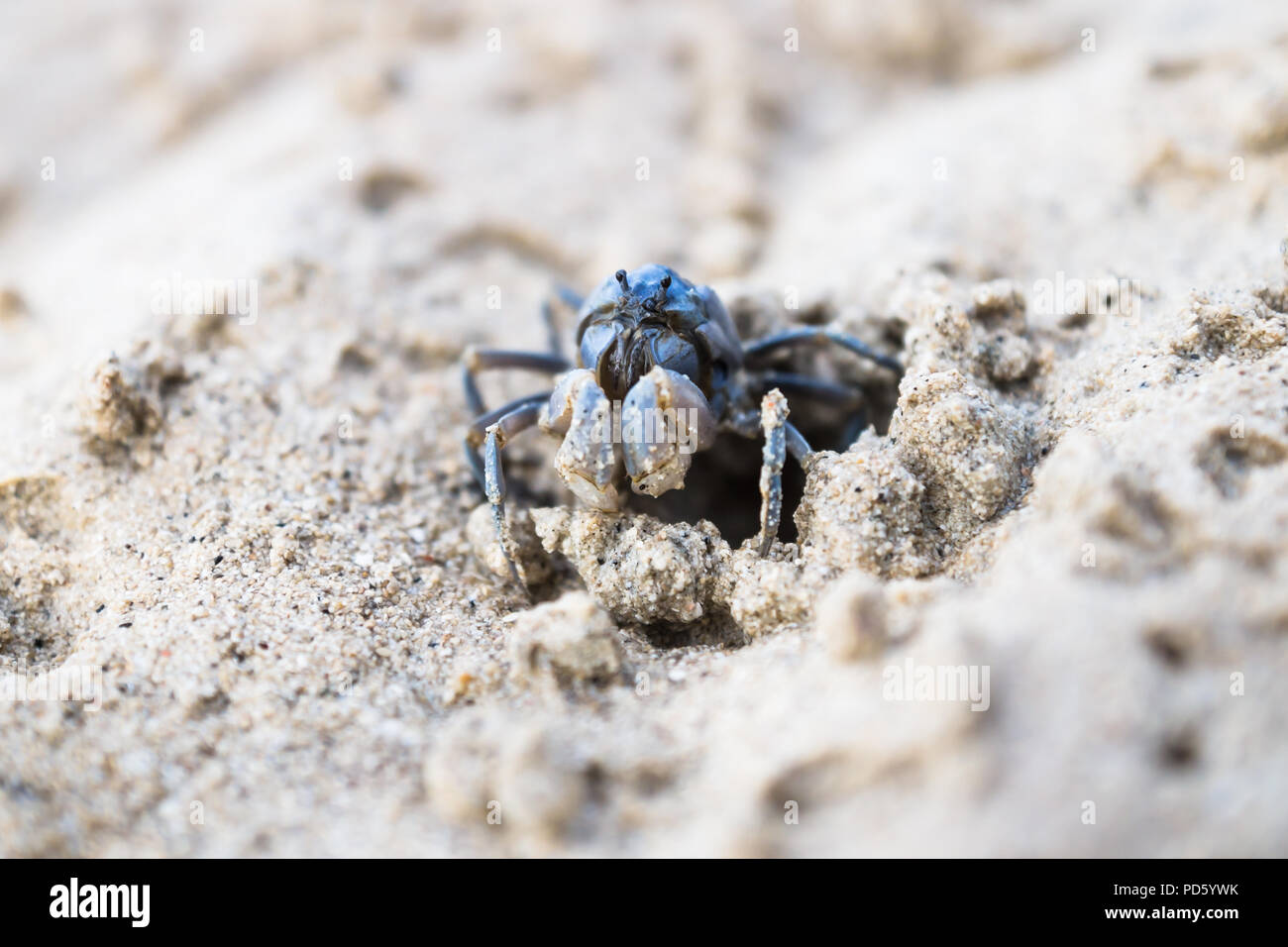 Blue small crab at a hole in the middle at the white beach of Siquijor, Philippines, Asia Stock Photo