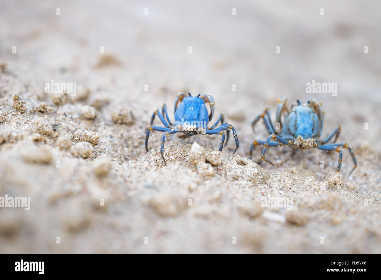 Two small Blue crabs on the white beach of Siquijor, Philippines, Asia Stock Photo