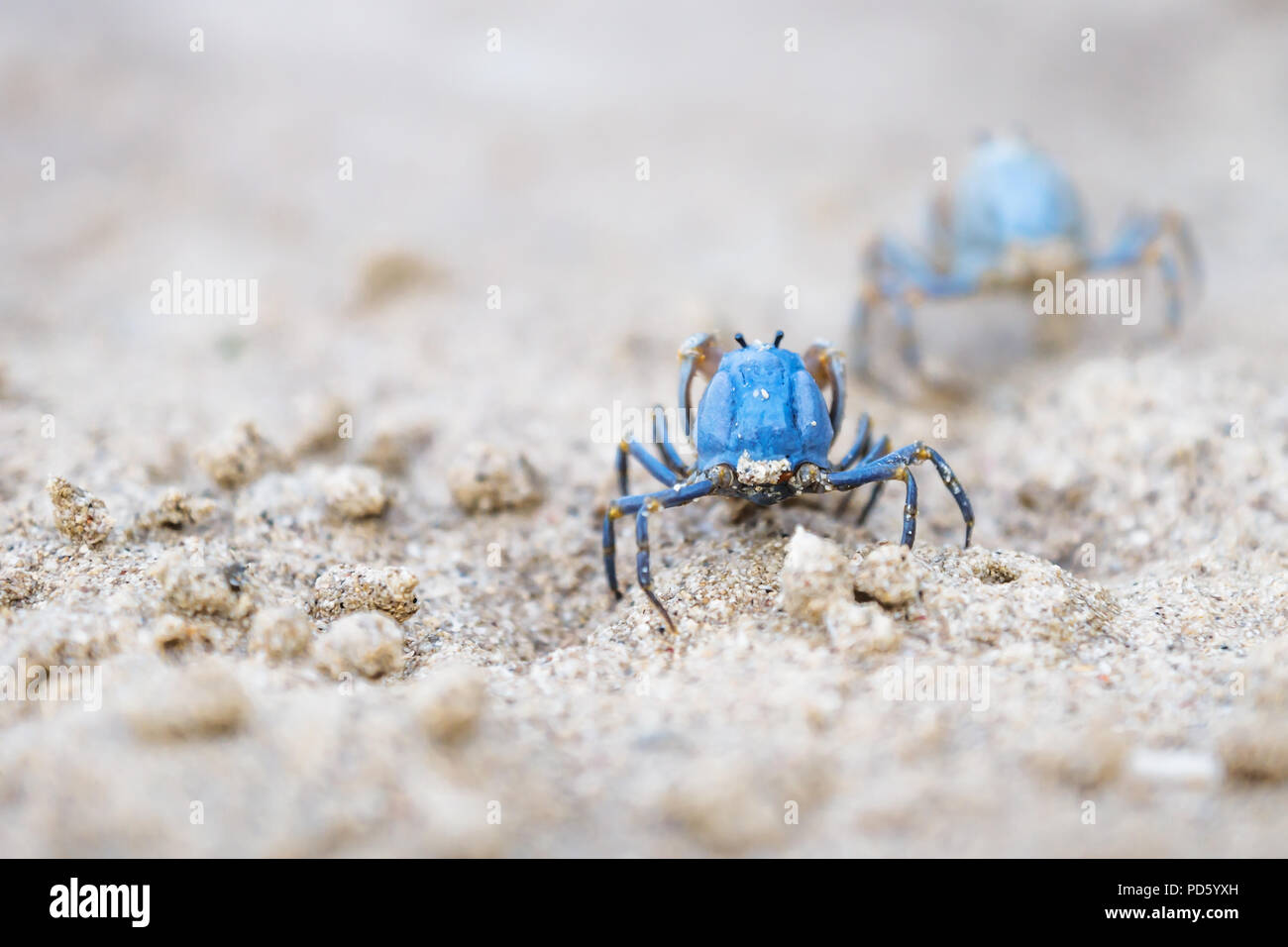 Two small Blue crabs from the back on the white beach of Siquijor, Philippines, Asia Stock Photo
